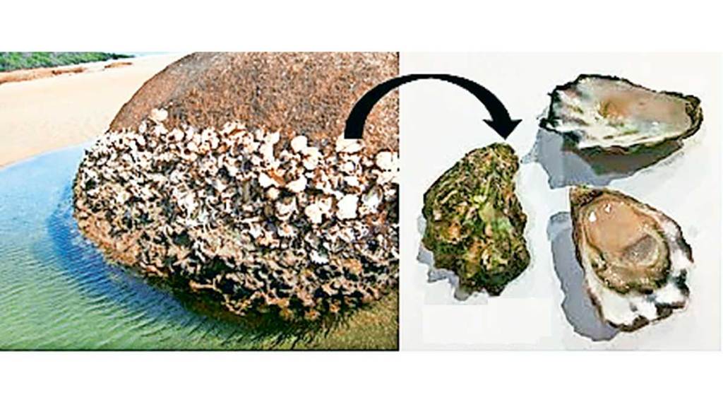 kutuhal pearl oyster formation of a pearl