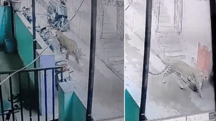 Residents Savata Nagar CIDCO nashik, walk frightened seeing leopard