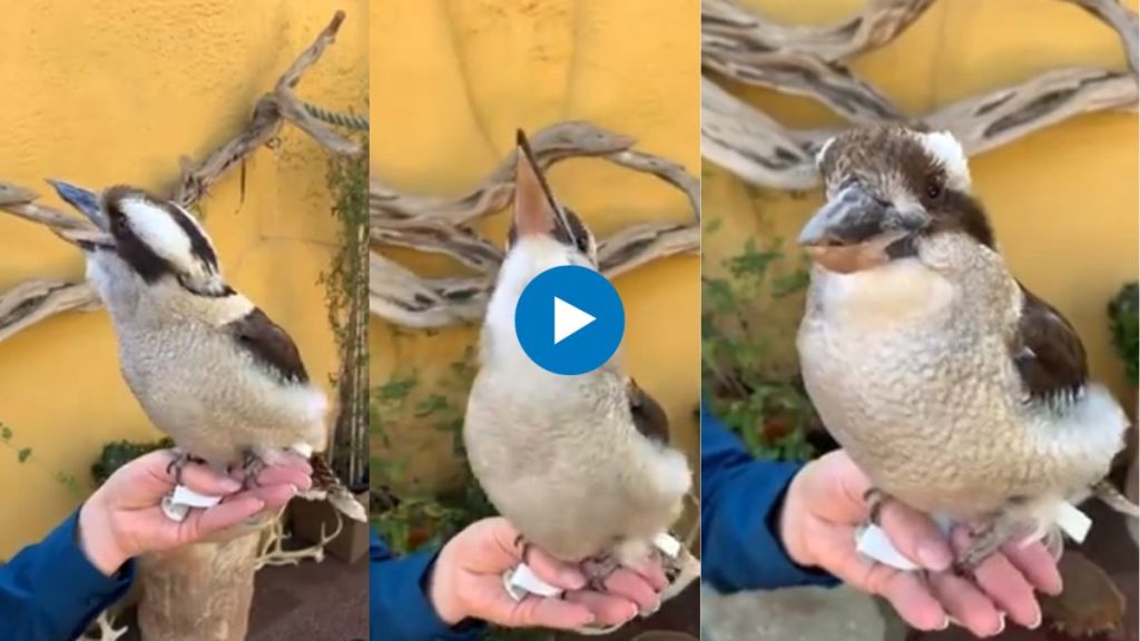 laughing kookaburra sound like fiendish laughter kookaburra sound instagram viral video kookaburra bird facts