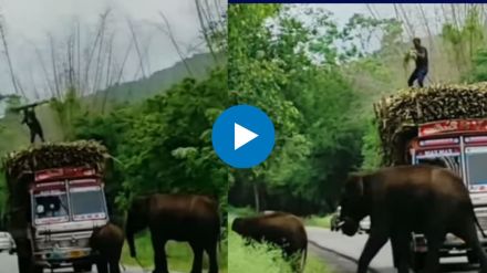 farmer feed sugarcane to the hungry elephant farmer feed sugarcane to the hungry elephant