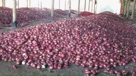 onion export, onion rate,