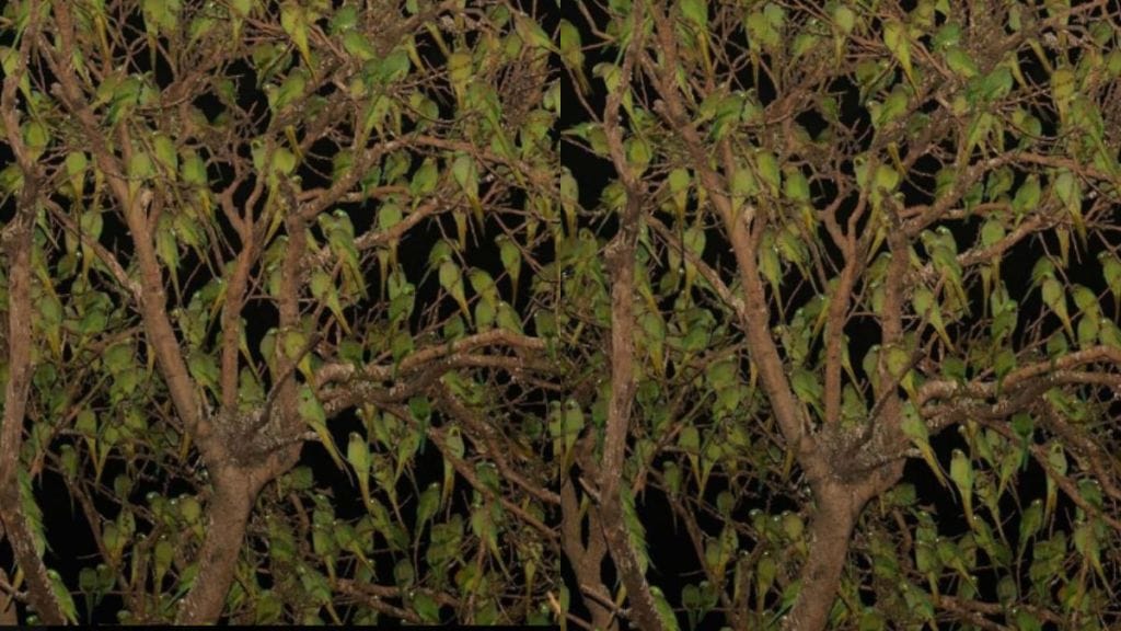 optical illusion