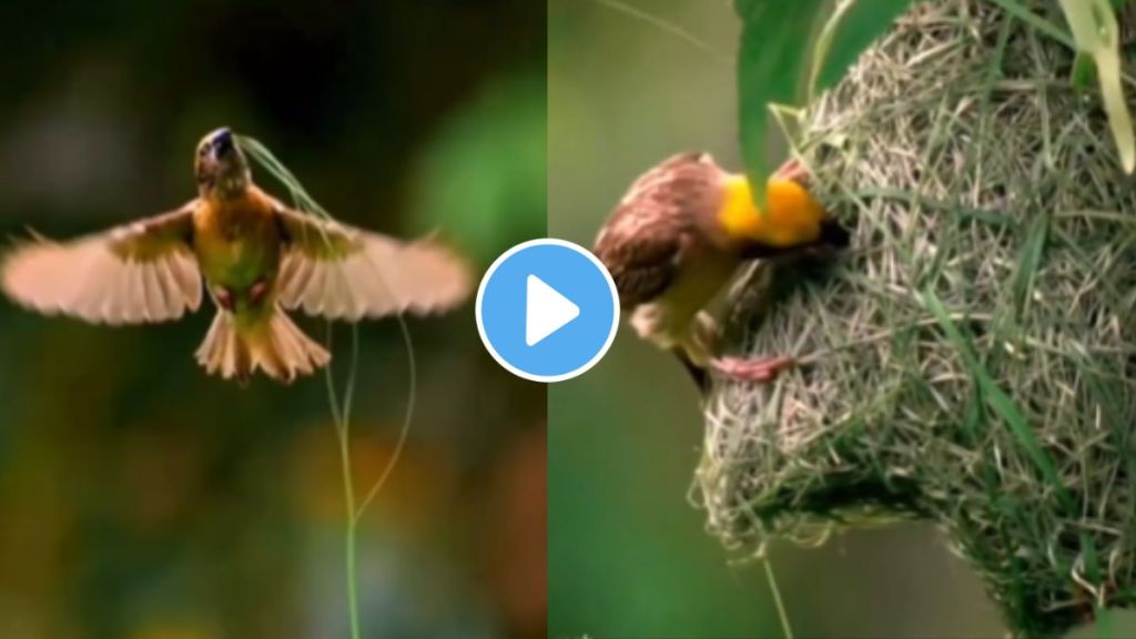 Why Birds Are the Worlds Best Engineers