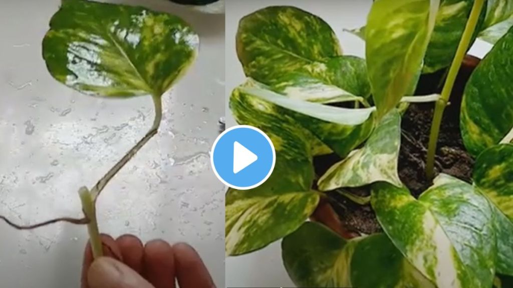 How To Grow A Money Plant