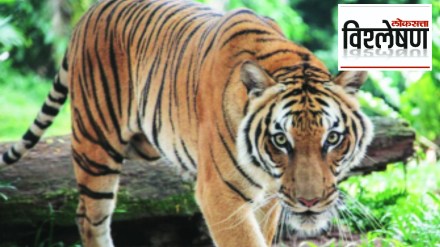 Loksatta explained The safety of tigers in the state is a question mark on the security system