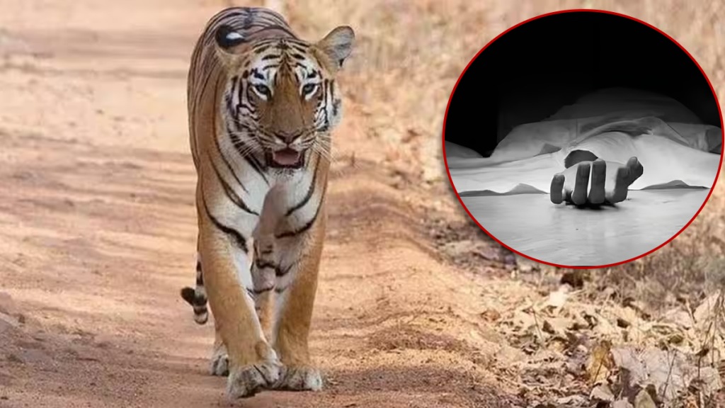 school bus driver Junona forest chandrapur, died attacked tiger