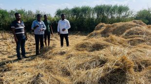 trouble by wild elephants