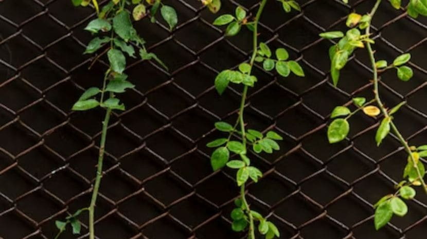 How To Grow Money Plant