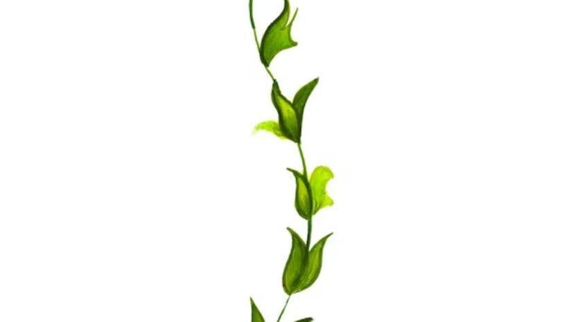 How To Grow Money Plant