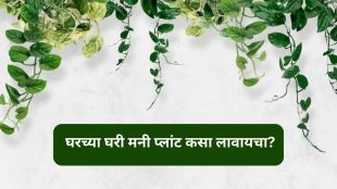 Money Plant