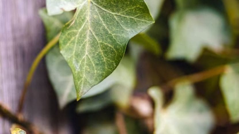 How To Grow Money Plant