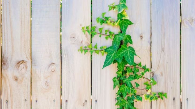 How To Grow Money Plant