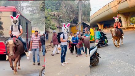 Boy wearing bunny helmet and riding on buffalo viral video