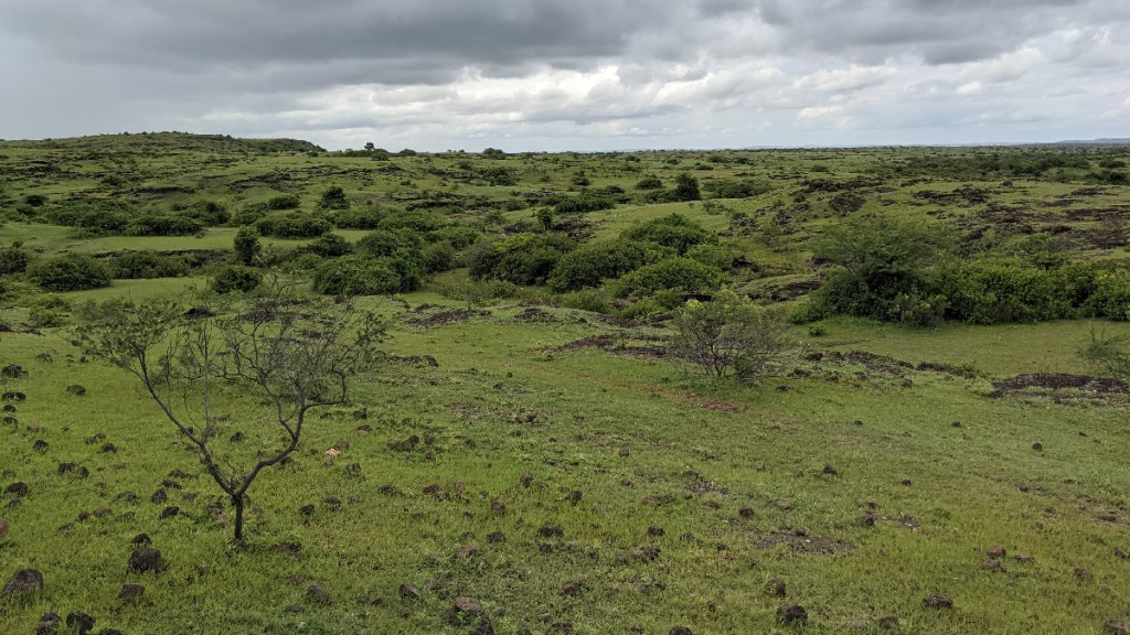 Environmental damage caused by cultivation or plantation on natural grasslands Pune news