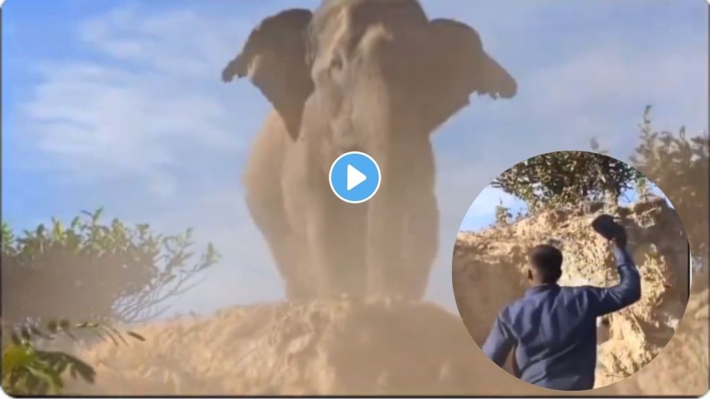 Elephant Video