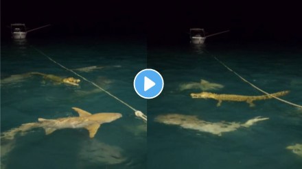 when shark and crocodile face each other see what happens next video viral when shark and crocodile face each other see what happens next video viral