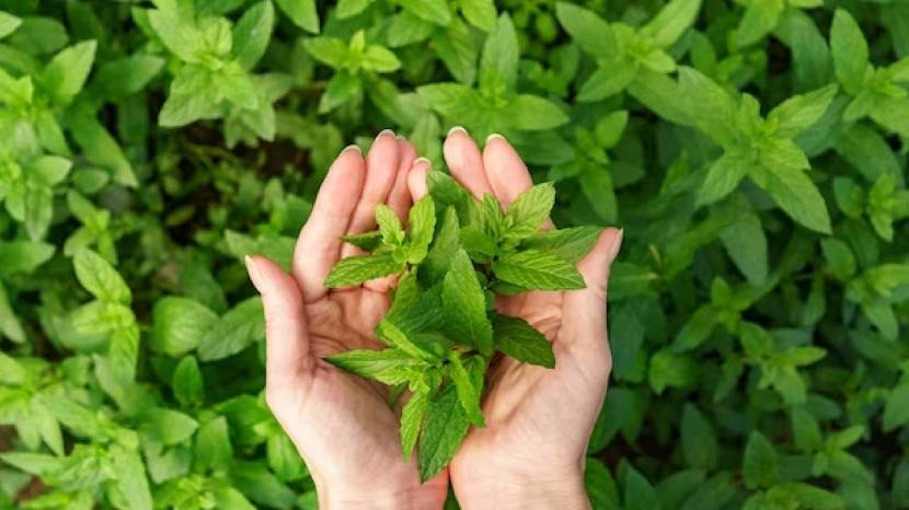 Drink Basil Water On An Empty Stomach Every Day Tulsi Water Benefits For Babies 