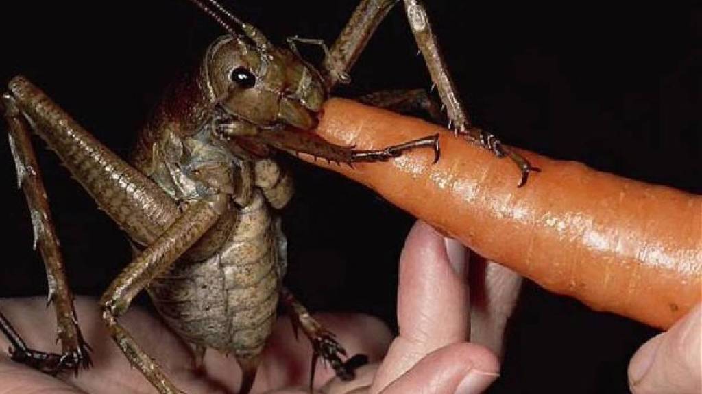 giant weta is the world heaviest insect giant weta is the world heaviest insect