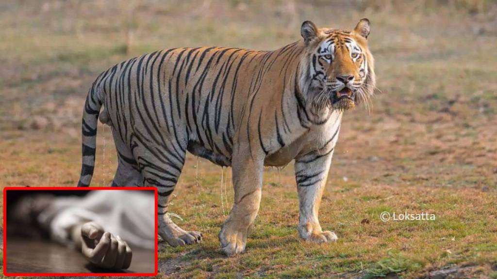 Woman killed in tiger attack Navegaon