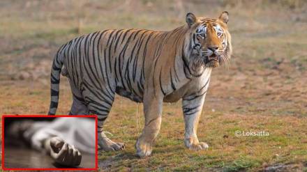 Woman killed in tiger attack Navegaon