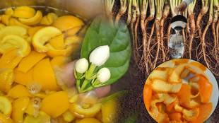 Add Orange Peels In Half Liter Water To Plants Rose Hibiscus Mogara And Tulsi Results Will Make You Happy Home Garden Hacks Marathi
