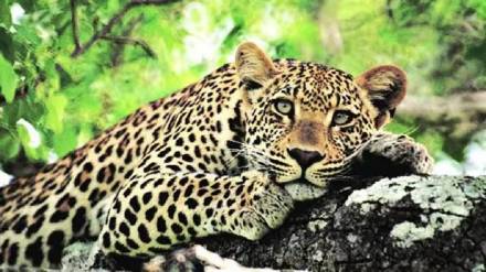 Death leopard Amravati Death leopard Amravati