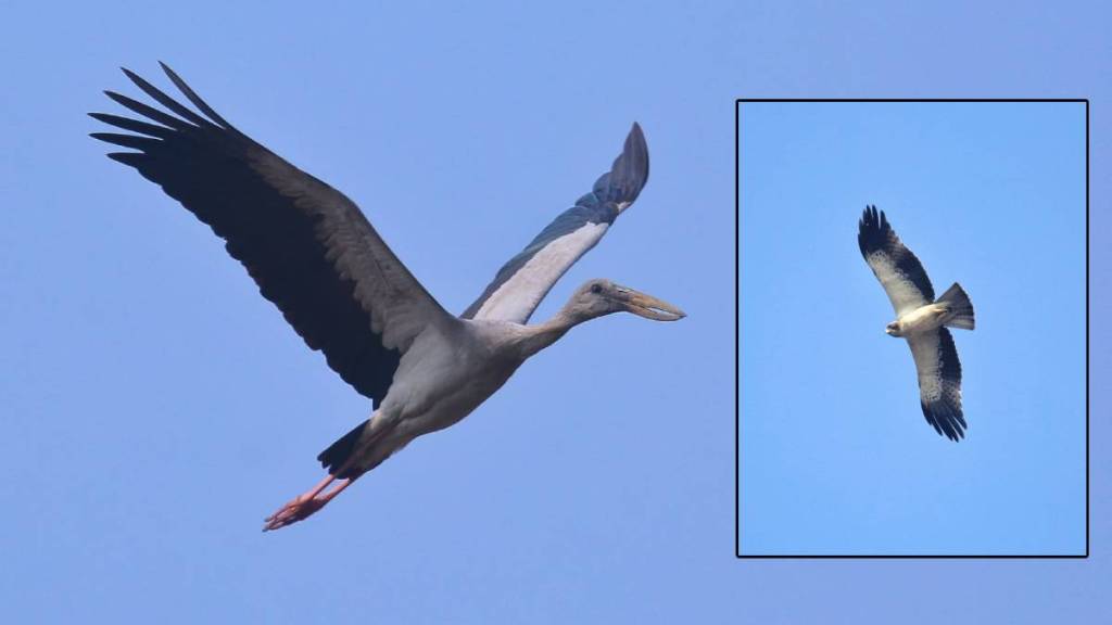 Peth Vadgaon bird census