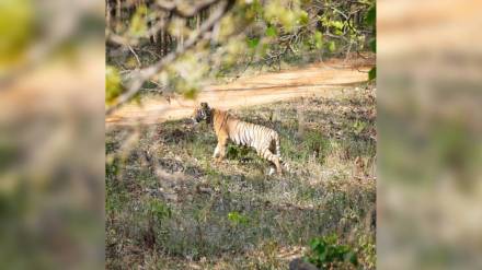 Navegaon Nagzira Tiger Reserve