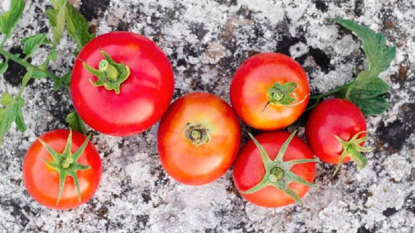 You Can Grow Easily This Five Fruits And Vegetables In Your Home Garden This Winter
