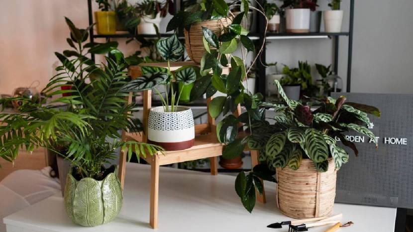 You Can Grow Easily This Five Fruits And Vegetables In Your Home Garden This Winter