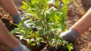 You Can Grow Easily This Five Fruits And Vegetables In Your Home Garden This Winter