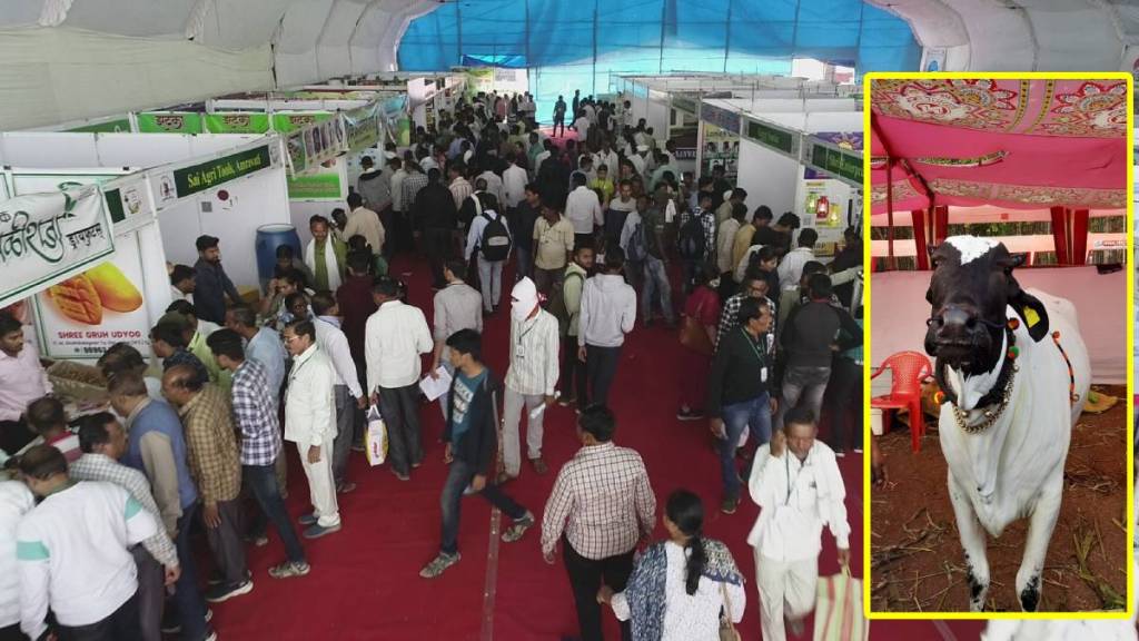 Devani cow Exhibition Amravati Devani cow Exhibition Amravati