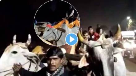 Newly Wed Couple Choose To Use Bullock Cart After marriage