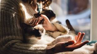 Pet care Tips How To Take Proper Care To Your favourite Pets In Winter