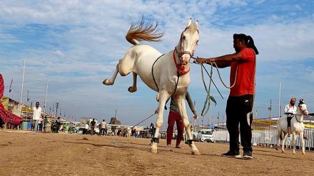 Two thousand buyers entered the Sarangkheda horse market Two thousand buyers entered the Sarangkheda horse market