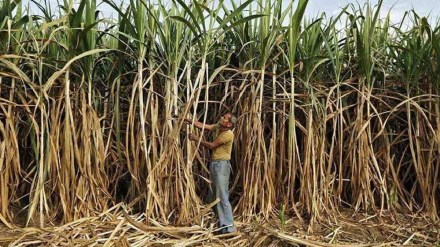 Sugarcane workers should be considered in the policy Sugarcane workers should be considered in the policy