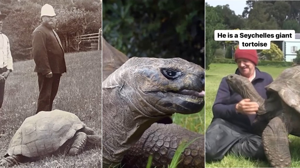 tortoise celebrating his 191st birthday