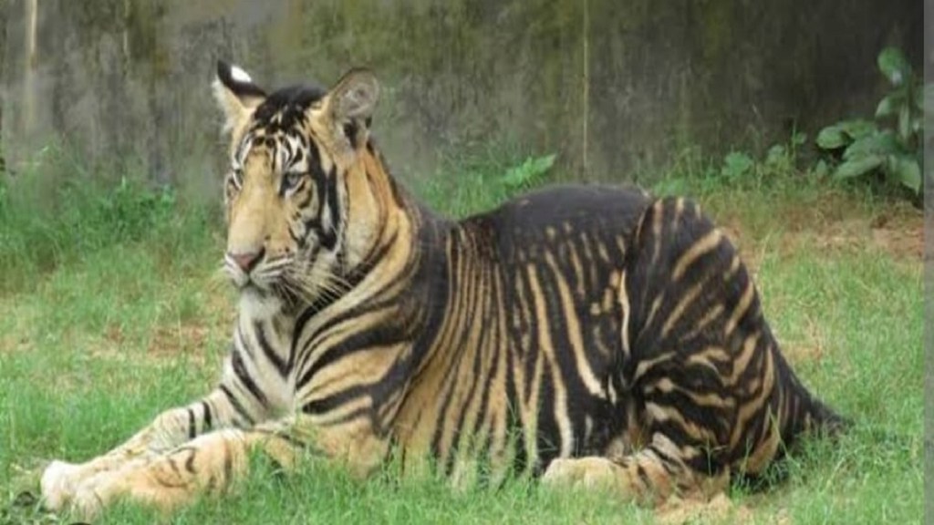 Melenistic tigers
