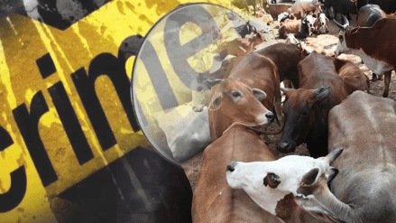 Inter-state animal smuggling 33 animals rescued 10 cases registered yavatmal Inter-state animal smuggling 33 animals rescued 10 cases registered yavatmal