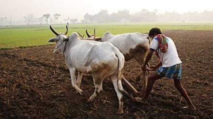 vidarbh rabi crops, rabi crops sowing slow down in western vidarb,