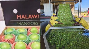 african malawi mangoes in pune fruit market