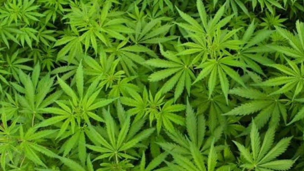 ganja farming news in marathi, ganja of rupees 19 lakh seized news in marathi