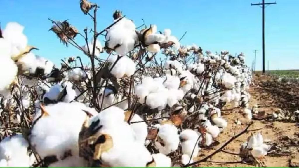 india cotton output may decline by 8 percent in 2023 zws india cotton output may decline by 8 percent in 2023 zws
