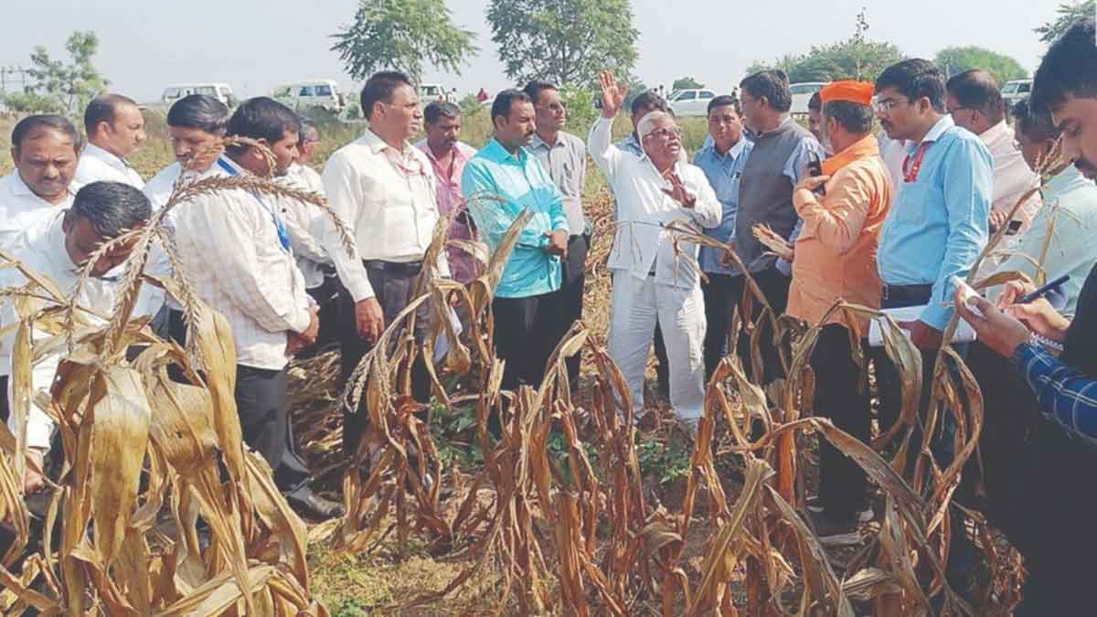 central team in malegaon for crop inspection farmers expressed ...