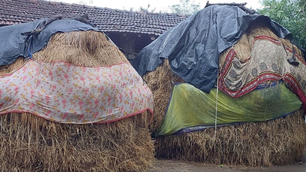 Over 1588 hector farming land affected by unseasonal rains in November