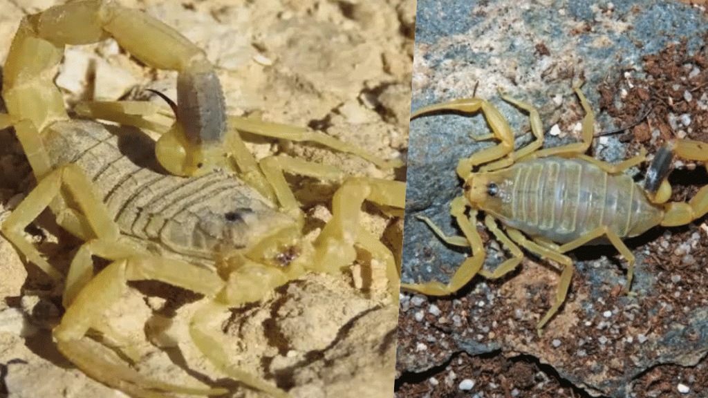 deathstalker-scorpion deathstalker-scorpion
