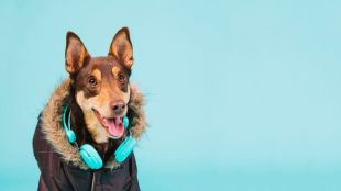 dog singing arjit sings song viral video