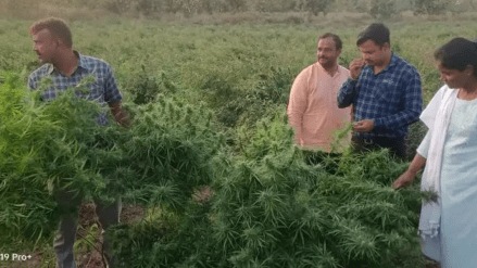 Action against farmer Cultivation cannabis fields Turi buldhana