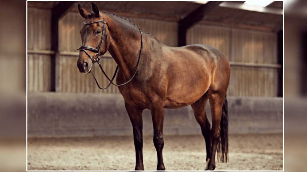 Does the horse sit down?