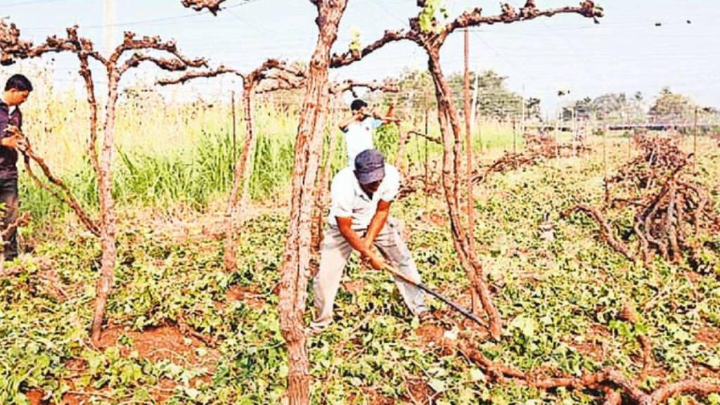 grapes damage by unseasoned rain